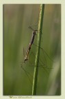 Tipule Tipule