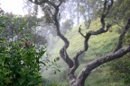 mattino mattino