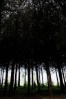 Nel bosco Nel bosco