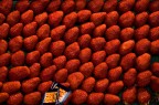 fragole fragole