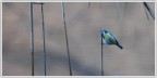 solitario solitario
