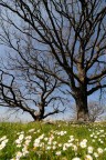 Spunta la primavera Spunta la primavera