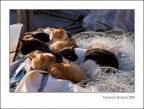 Il Riposo Dei Pescatori... Il Riposo Dei Pescatori...