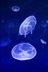 Meduse e tappeti Meduse e tappeti