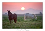 Dreamer Horses