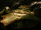 natura morta natura morta