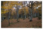 Colori d'autunno Colori d'autunno