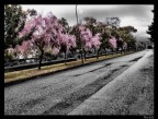 Viale alberato Viale alberato