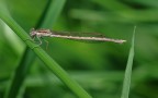 libellula libellula