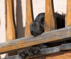 vita da cani vita da cani