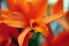 Orchidea 2 Orchidea 2