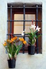 Orchidee alla finestra Orchidee alla finestra