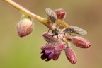 Bombylius Bombylius