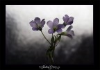 delicate delicate