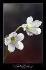 delicate... delicate...