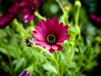 petali petali