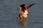 Camargue 09 Camargue 09