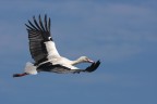 In volo In volo