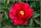 peonia... peonia...