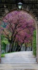 E' primavera E' primavera