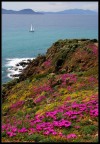 Punta Falcone Punta Falcone