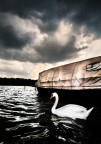 Cigno Cigno