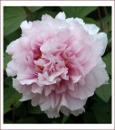 peonia in bianco e rosa peonia in bianco e rosa