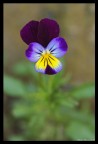 Viola Viola