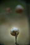 Cucalla...?