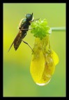 Mosca Mosca