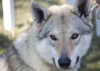 Siberian Siberian