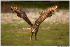 Volo frontale Volo frontale