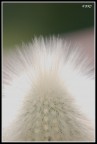 macro-2009 macro-2009