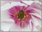 il coleottero e la peonia....