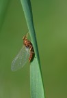 effimera effimera