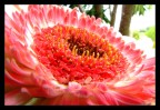 Gerbera