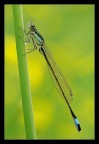 Damigella Damigella