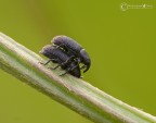 Mecinus pyraster in accoppiamento Mecinus pyraster in accoppiamento