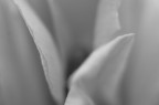 intimi intimi