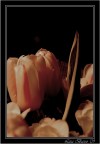 flower flower