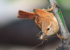 Scricciolo Scricciolo