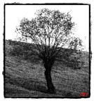 Natura a carboncino