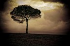 Solitario Solitario