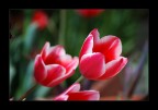 Tulipani Tulipani