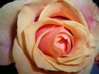 027 230409 ROSA 027 230409 ROSA