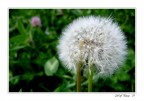 puff puff