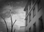 arbre magique arbre magique