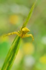 Nel Giallo Nel Giallo