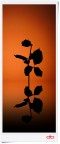 Rising rose shadow Rising rose shadow
