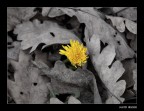 Voglia di vivere... Voglia di vivere...